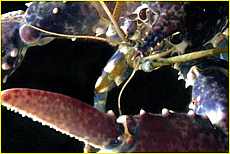 Cornwall Tourism Magazine - The National Lobster Hatchery